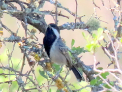 Melaniparus afer afer