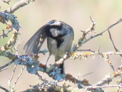Melaniparus afer afer