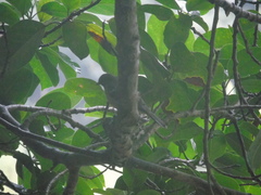 Aves