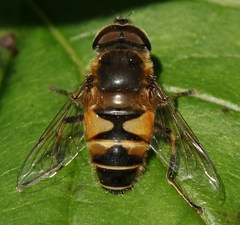 Eristalis similis