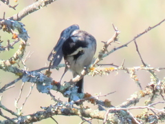 Melaniparus afer afer