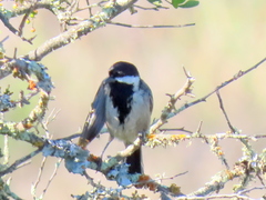 Melaniparus afer afer