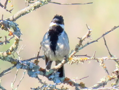 Melaniparus afer afer