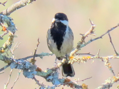 Melaniparus afer afer
