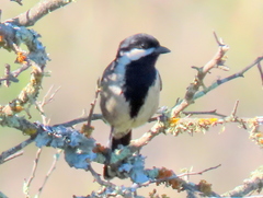 Melaniparus afer afer