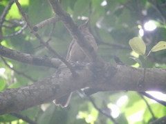 Turdus grayi
