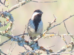 Melaniparus afer afer