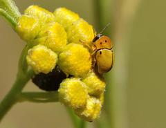 Cryptocephalus decemnotatus