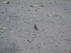Aves