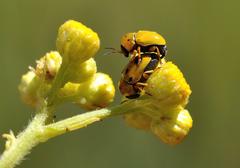 Cryptocephalus decemnotatus