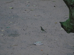 Aves