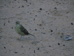 Turdus grayi