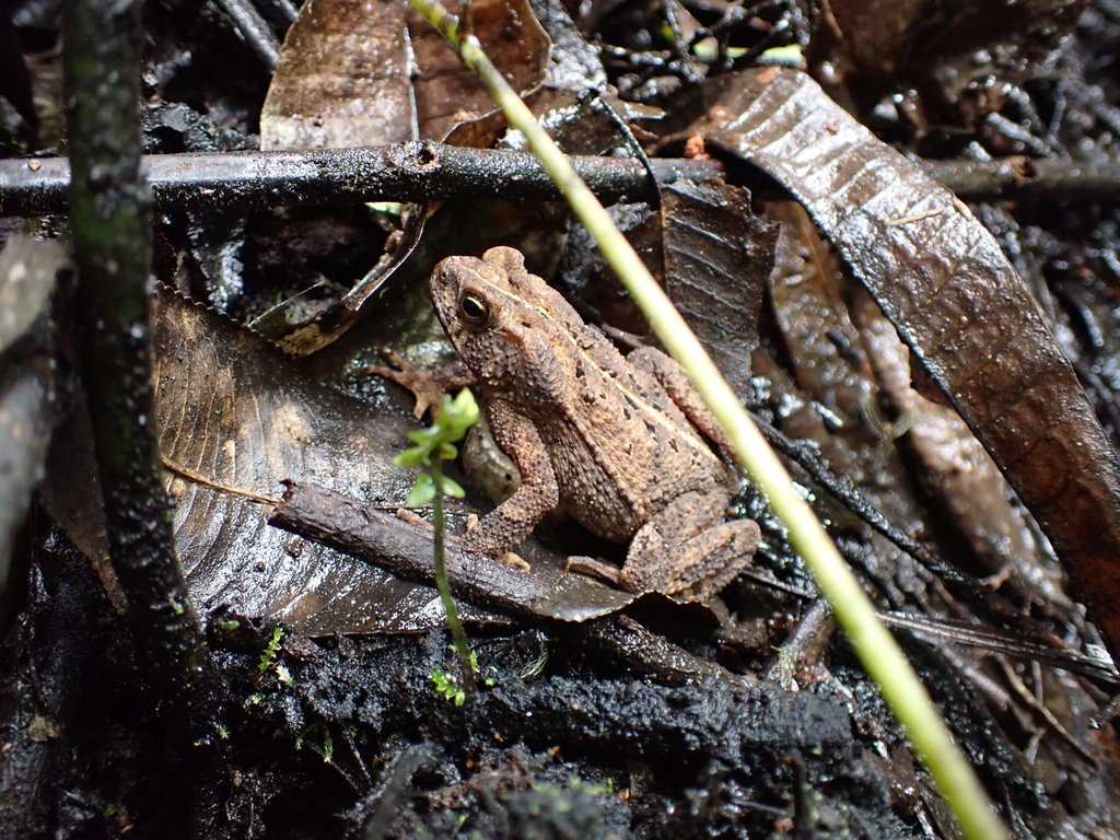 Inca Toad