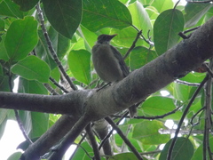 Turdus grayi