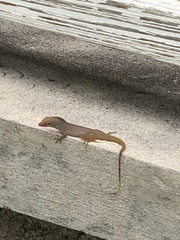 Anolis schwartzi