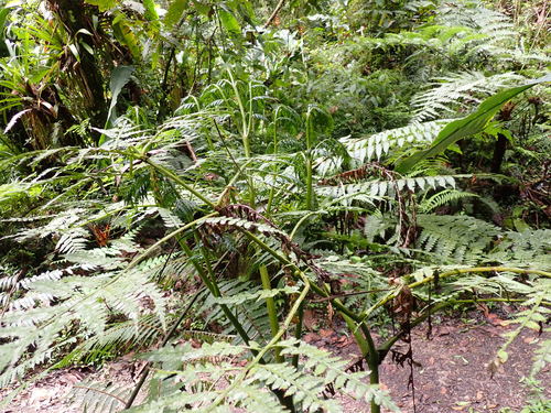 Eupodium pittieri (Eupodium pittieri)