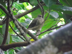 Turdus grayi