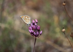 Allium pruinatum