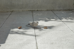 Streptopelia decaocto