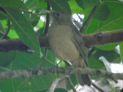 Turdus grayi