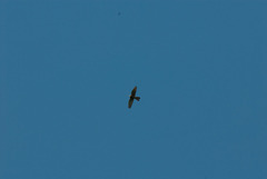 Falco moluccensis