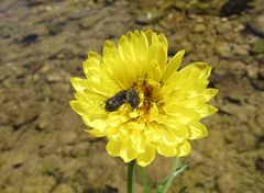 Acmaeodera ornatoides