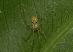 Chrysso lingchuanensis