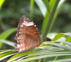 Elymnias hypermnestra