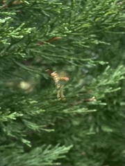 Mischocyttarus mexicanus