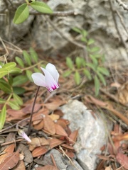 Cyclamen graecum mindleri
