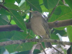 Turdus grayi