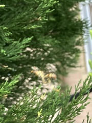 Mischocyttarus mexicanus