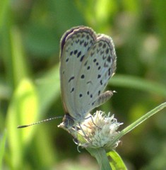 Pseudozizeeria maha