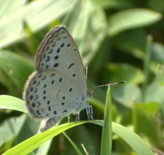 Pseudozizeeria maha