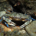 Ornate Blue Crab - Photo (c) Pauline Walsh Jacobson, some rights reserved (CC BY), uploaded by Pauline Walsh Jacobson