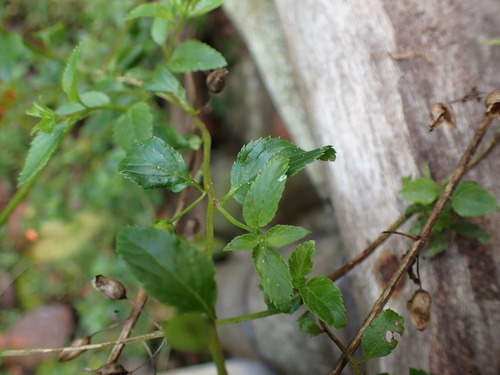 Alonsoa acutifolia, photograph 2