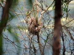 Fluvicola albiventer