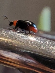 Disonycha xanthomelas