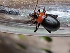 Disonycha xanthomelas