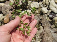 Stellaria apetala
