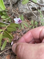 Cyclamen graecum mindleri