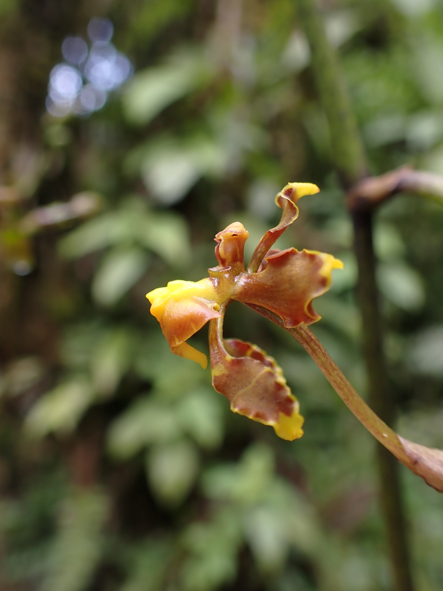 Cyrtochilum cimiciferum (Rchb.f.) Dalström 4