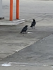 Corvus brachyrhynchos