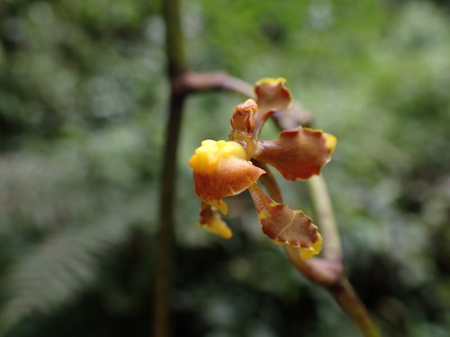 Image of Cyrtochilum cimiciferum by (c) Skjold Søndergaard, some rights reserved (CC BY)
