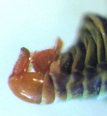 Acizzia acaciae