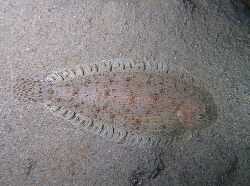 Representative image of Buglossidium luteum