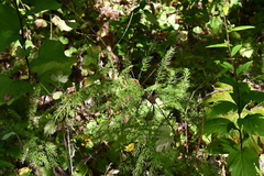 Asparagus schoberioides