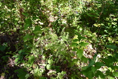 Asparagus schoberioides