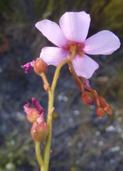 Drosera xerophila