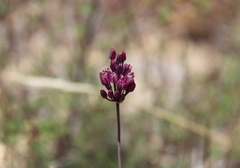 Allium pruinatum